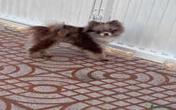 Pomerania perros para monta: Ejemplar de Lulu de Pomerania Merle ojos blue. en Badajoz - Imagen 6
