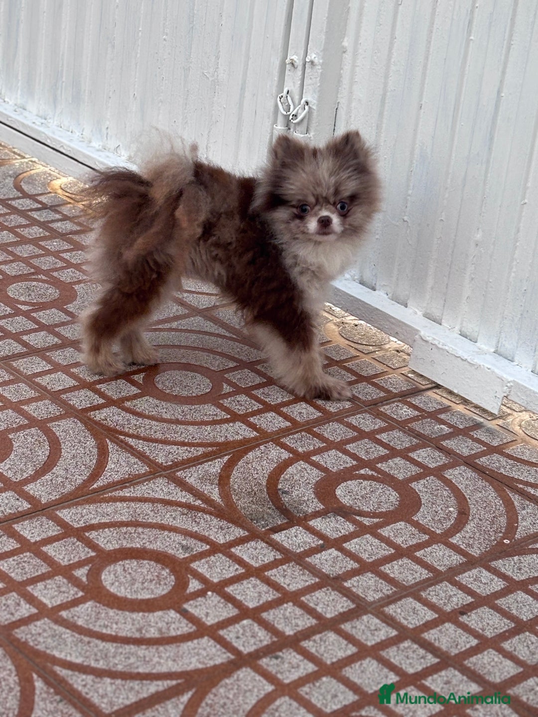 Pomerania perros para monta: Ejemplar de Lulu de Pomerania Merle ojos blue. en Badajoz - Imagen 6