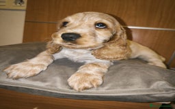 Cocker Spaniel Inglés perros en venta: Cocker Dorada Hembra - Imagen 3