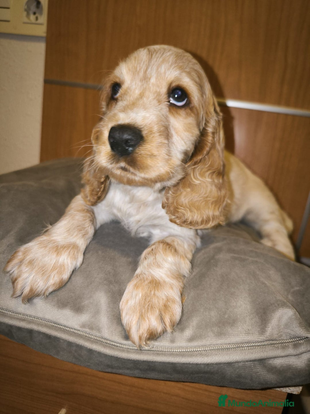 Cocker Spaniel Inglés perros en venta: Cocker Dorada Hembra - Imagen 3