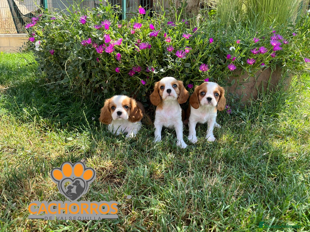 Cavalier King Charles Spaniel perros en venta: Cavalier king - Imagen 4