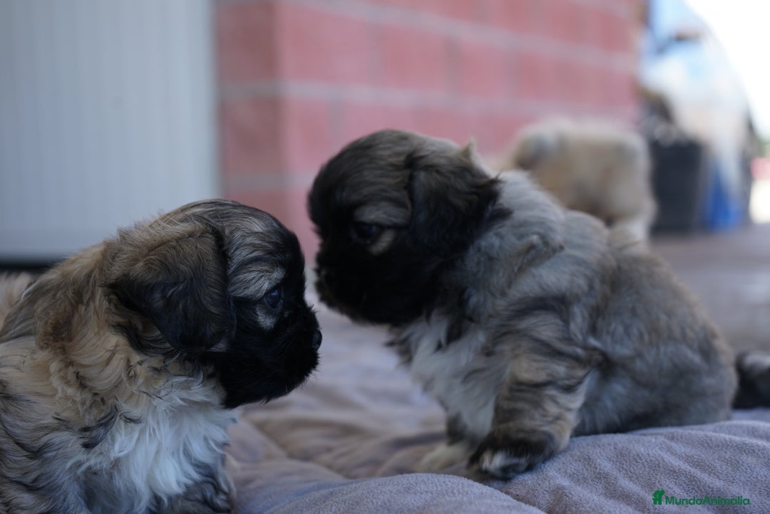 Maltipoo perros en venta: 🐾 Maxi y Boom – Maltipoo marrones con encanto  - Imagen 5