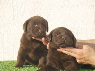 Labrador Retriever perros Labrador Retriever cachorros en Madrid - Anuncio 12