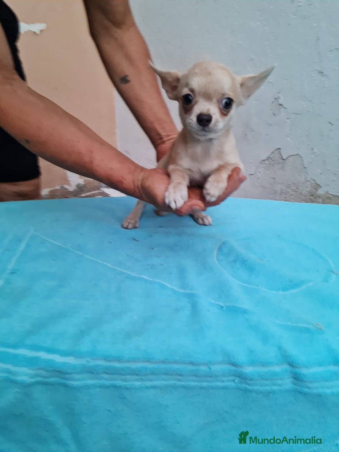 Chihuahua perros en venta: Chihuahua Toy machos  - Imagen 1