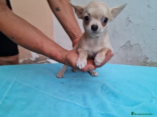 Chihuahua perros - Anuncio 36