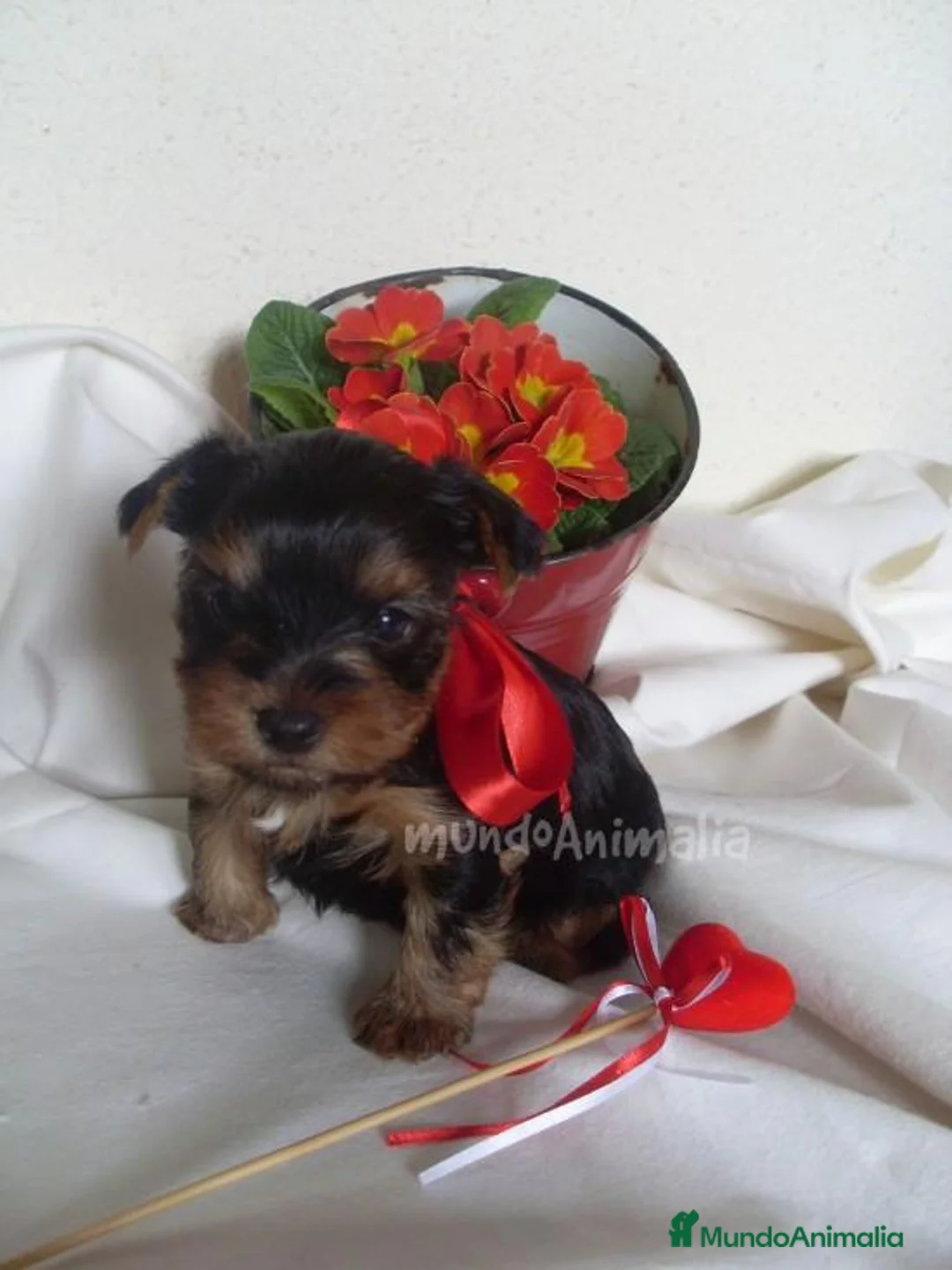 Imagen de galería {{count}}