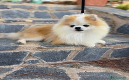 Pomchi perros en venta: Pomchi simpática y divertida raza!!! - Anuncio 1