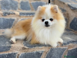 Pomchi perros Pomchi simpática y divertida raza!!! - Anuncio 1