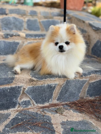 Pomchi perros Pomchi simpática y divertida raza!!! - Anuncio 3