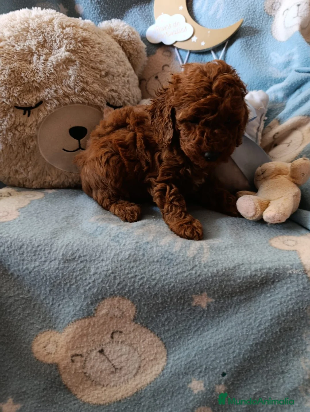 Caniche Toy perros en venta: Caniche macho  - Anuncio 2
