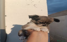 Chihuahua perros en venta: Chihuahuas - Imagen 12