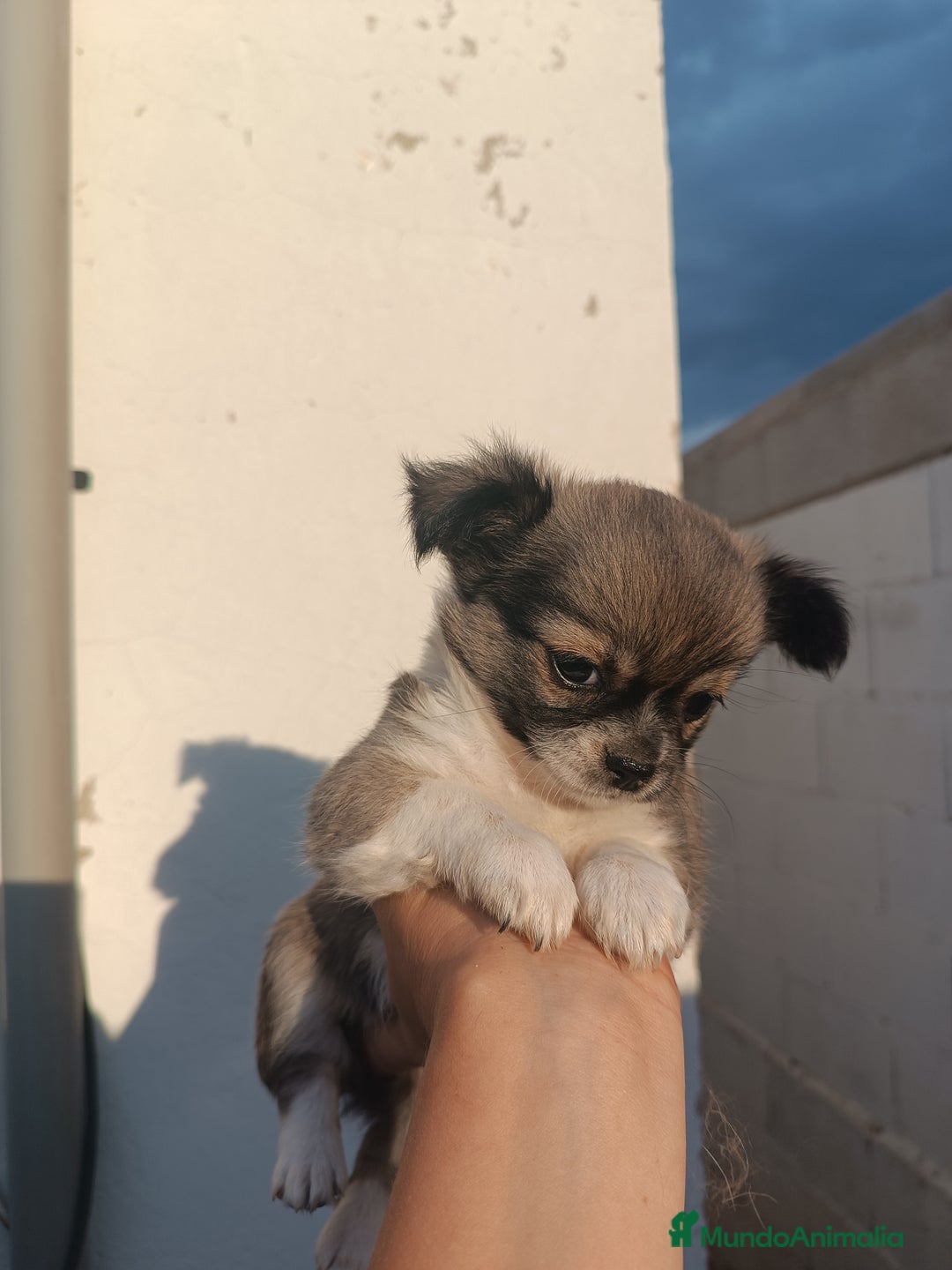 Chihuahua perros en venta: Chihuahuas - Imagen 12