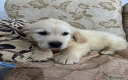 Golden Retriever perros en venta: Golden Retriever cachorros primeras líneas  - Imagen 11