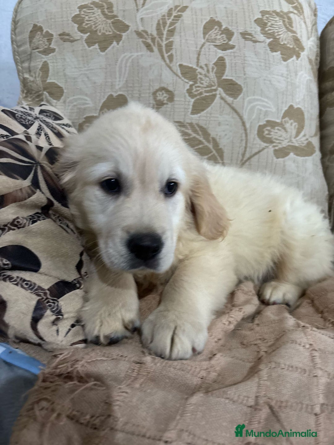 Golden Retriever perros en venta: Golden Retriever cachorros primeras líneas  - Imagen 11