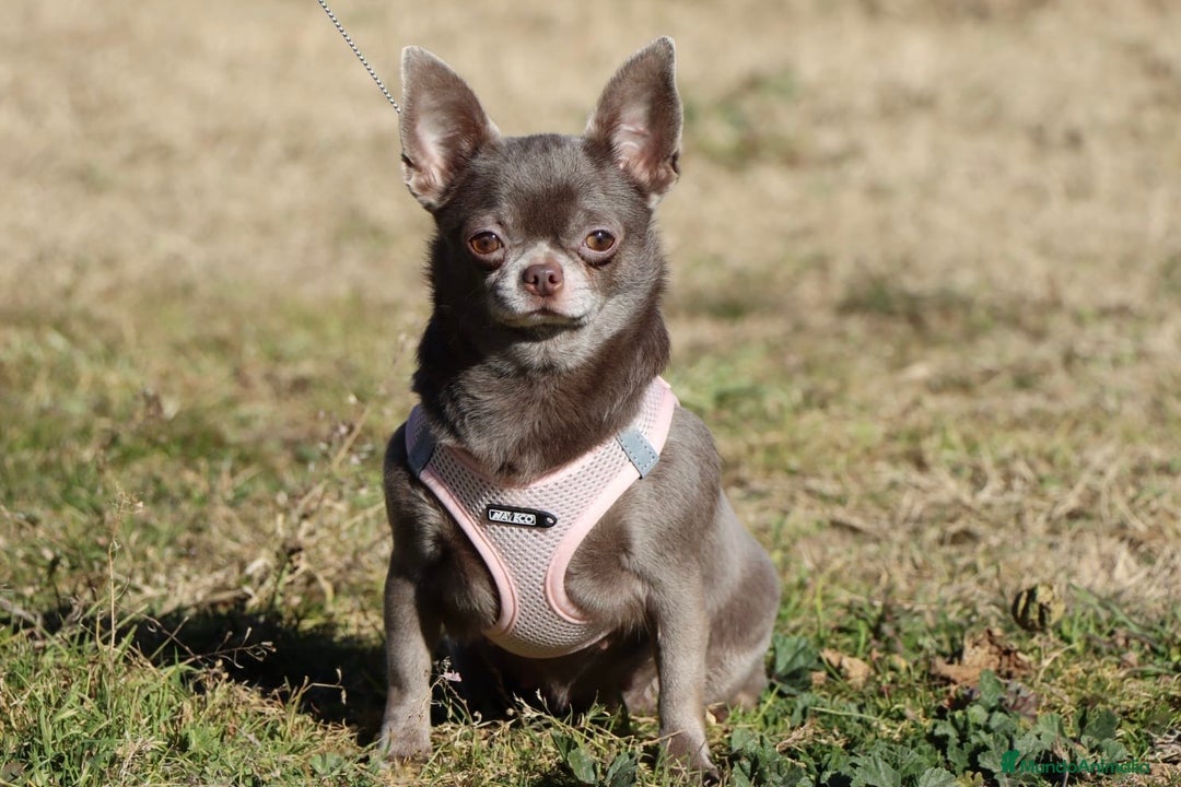 Chihuahua perros en venta: ESPECTACULAR CHIHUAHUA LÍNEA RUSA CABEZA DEMANZANA - Anuncio 4