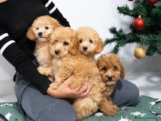 Caniche Enano perros Cachorras de caniche enano - Anuncio 18