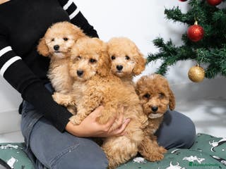 Caniche Enano perros Cachorras de caniche enano - Anuncio 31
