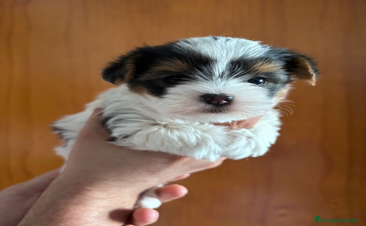 Biewer Yorkshire Terrier a la Pom Pon perros YORKSHIRE BIEWER  - Anuncio 2