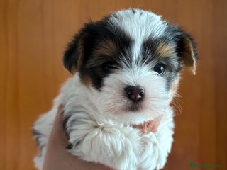 Biewer Yorkshire Terrier a la Pom Pon perros YORKSHIRE BIEWER - Anuncio 1