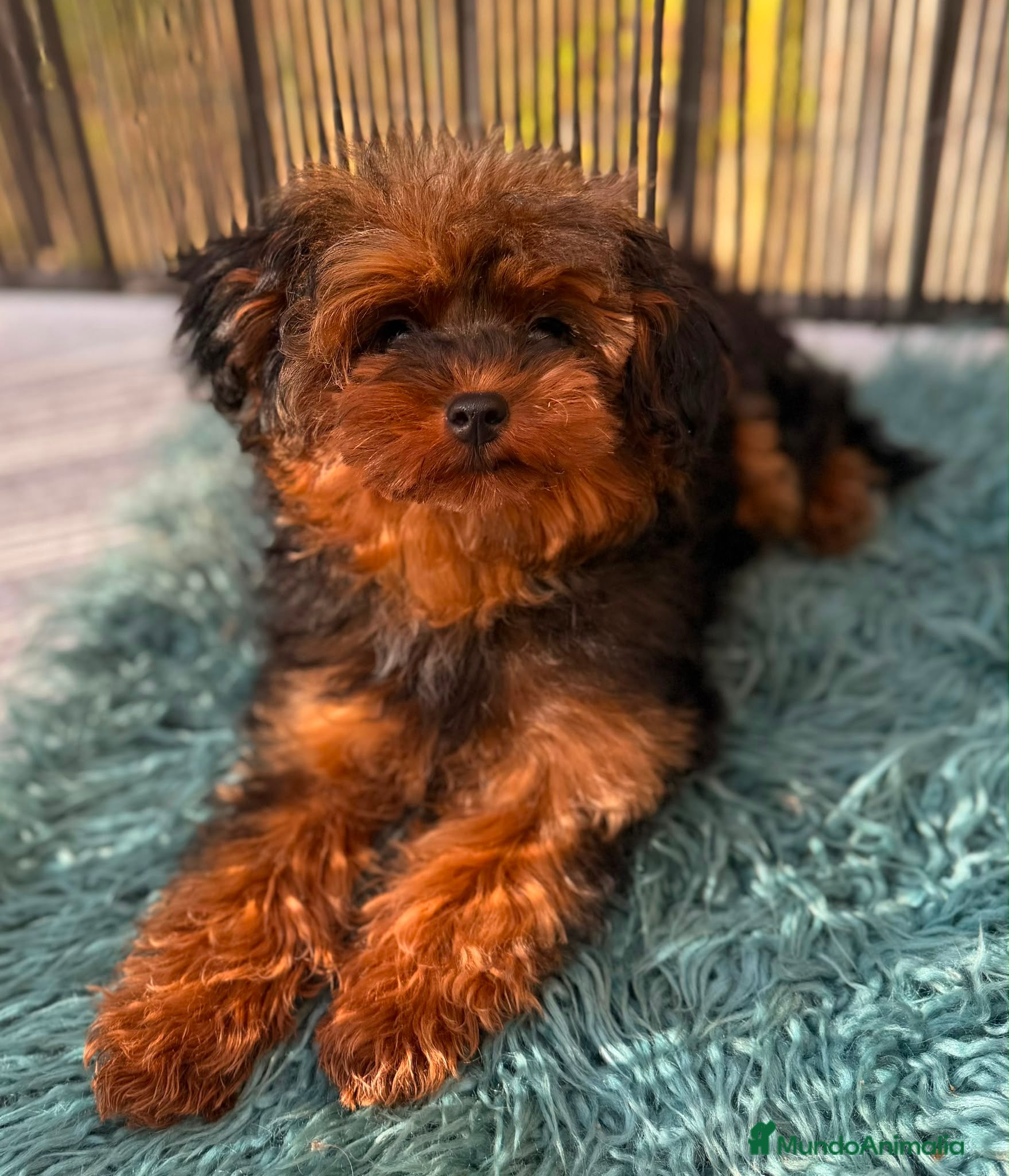 Yorkiepoo perros Yorkipoo Minitoy   - Anuncio 2
