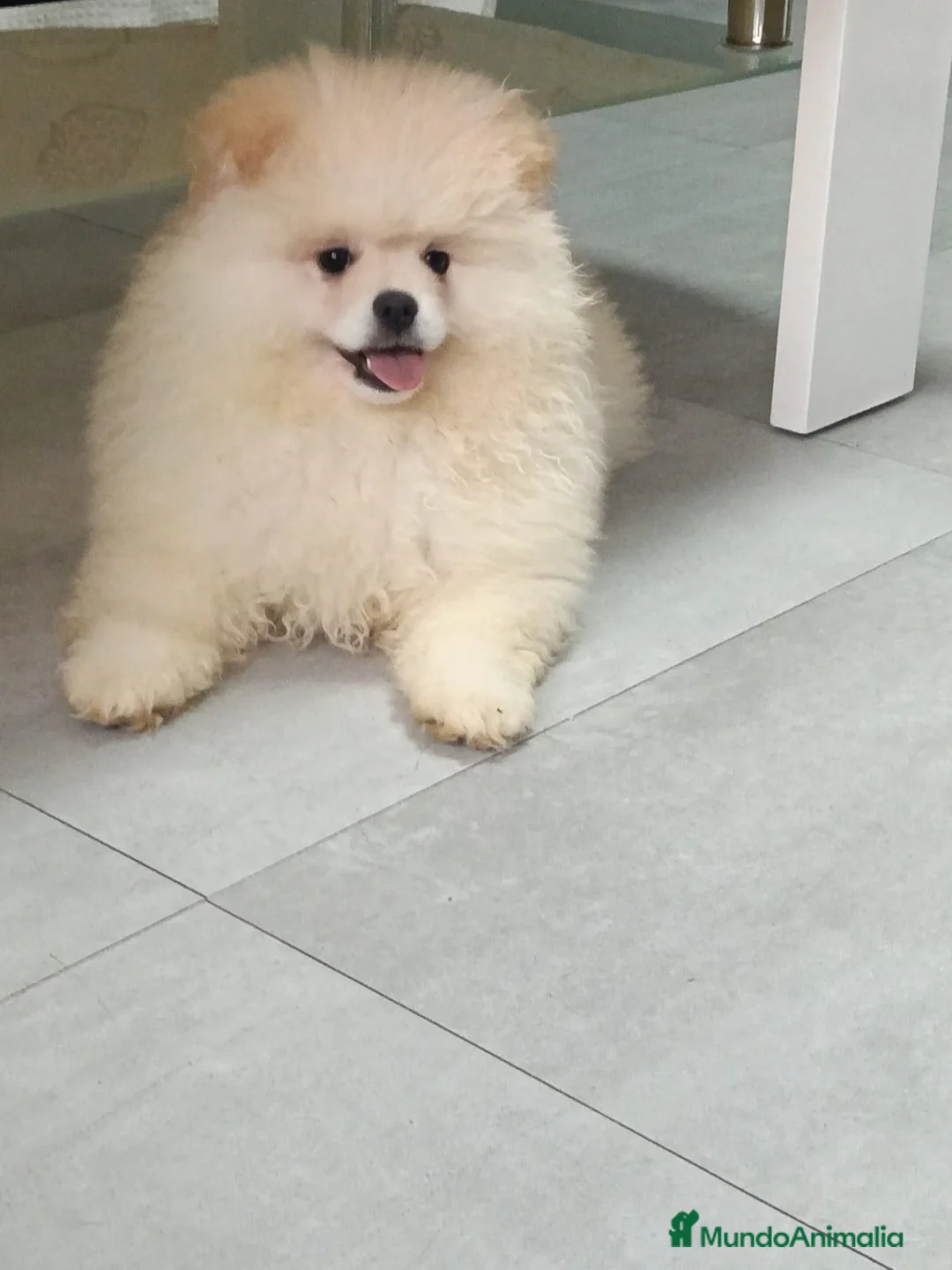 Pomerania perros en venta: Último cachorro de Pomerania toy !! - Anuncio 4