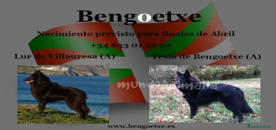 Imagen de galería {{count}}