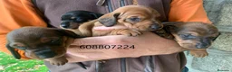 Teckel perros en venta: Cachorros Teckel - Anuncio 3