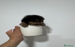 Pomerania perros en venta: Pomerania mini toy black and tan  - Imagen 1