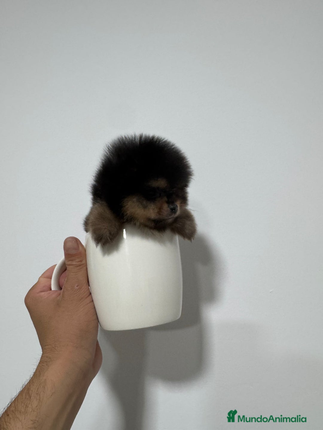Pomerania perros en venta: Pomerania mini toy black and tan  - Imagen 1