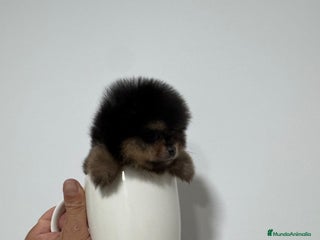 Pomerania perros - Anuncio 5
