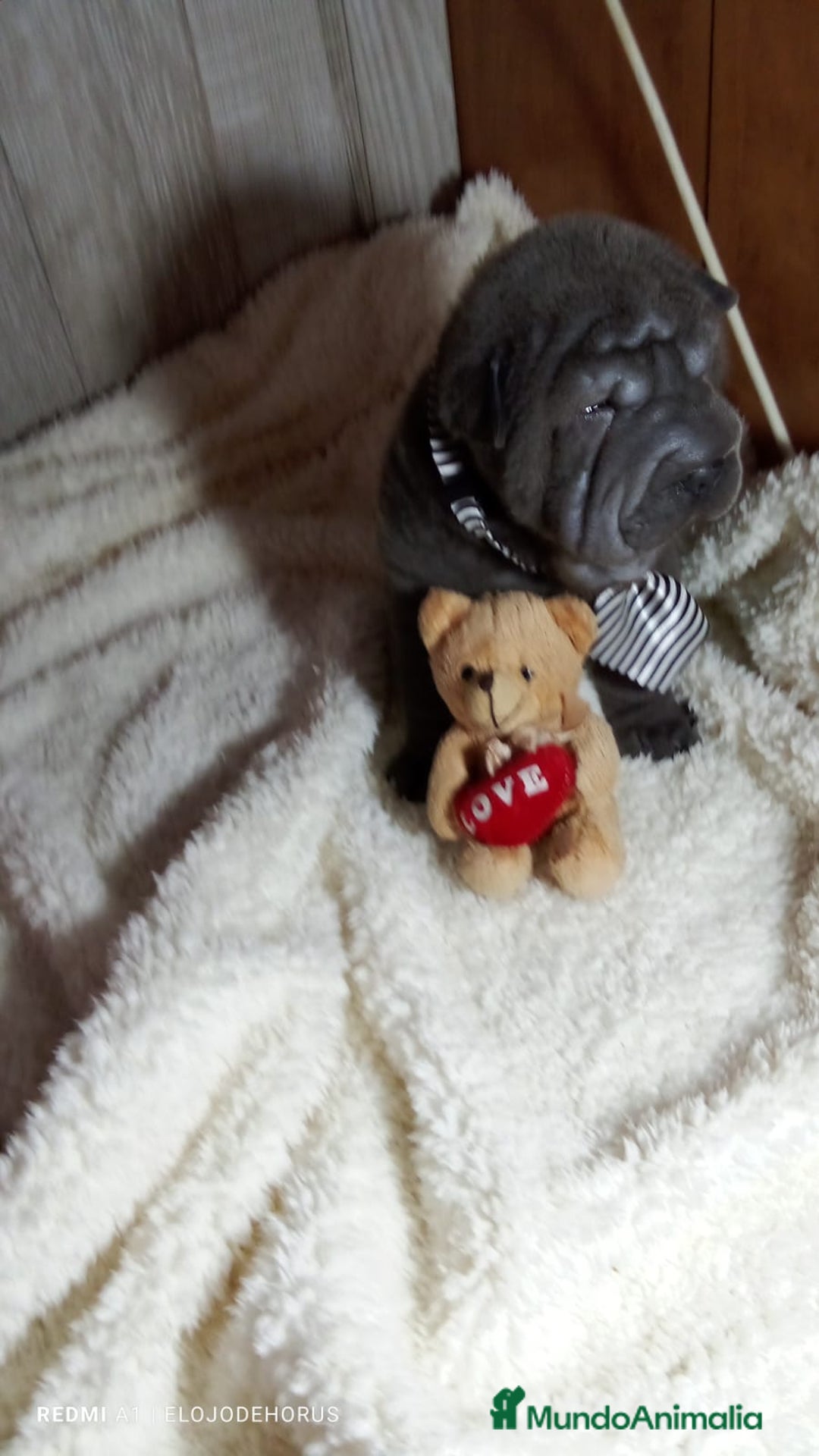 Shar Pei perros en venta: Sharpei hembra minipeis blue 💙💙🐾 - Imagen 5