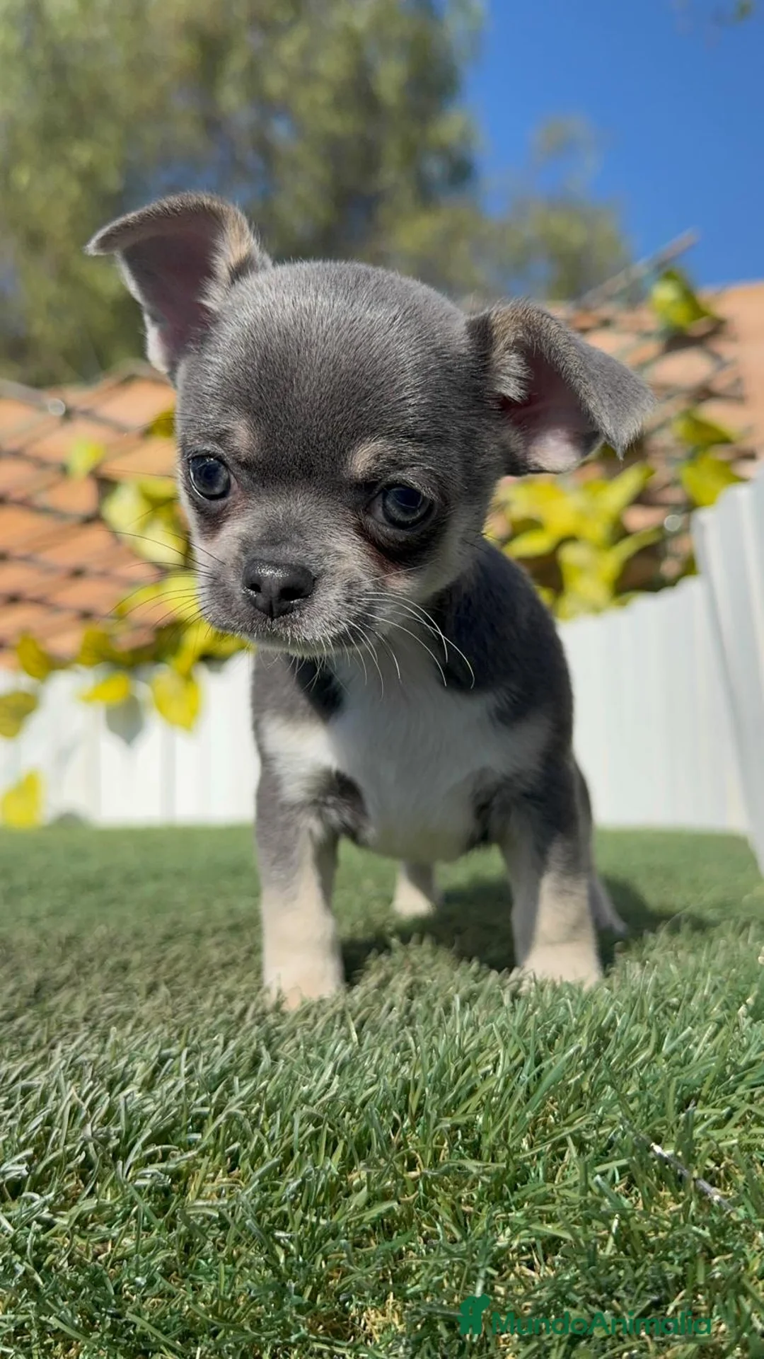 Chihuahua perros en venta: CHIHUAHUA - Anuncio 2