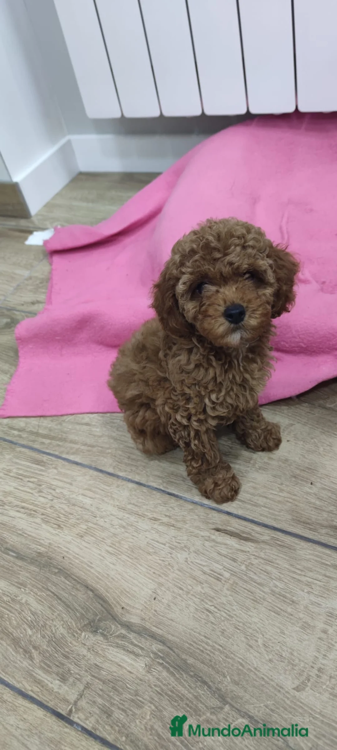 Caniche Toy perros en venta: Caniche Toy rojo  - Anuncio 2