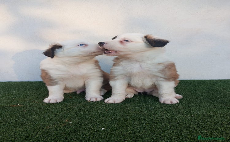 Border Collie perros - Anuncio 1