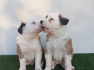 Border Collie perros - Anuncio 1