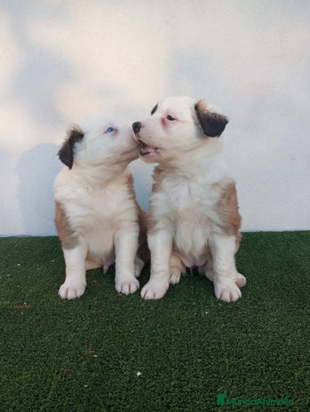 Border Collie perros - Anuncio 1