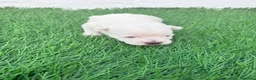 West Highland White Terrier perros en venta: West Highland White Terrier en Madrid - Anuncio 5