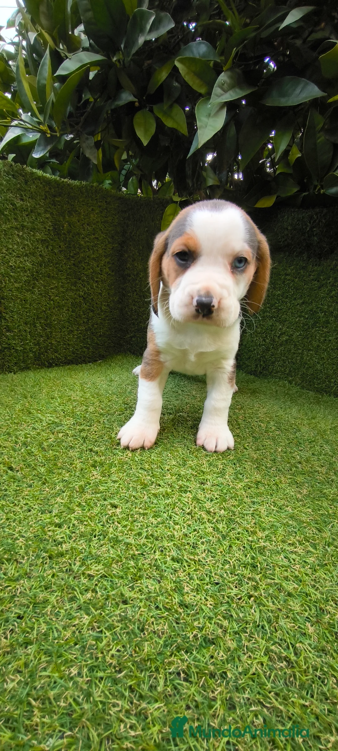 Beagle perros en venta: Beagles tricolor y bicolor  - Anuncio 2