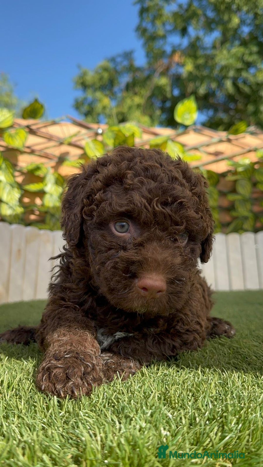 Perro de Agua Español perros en venta: PERRO DE AGUA HEMBRA - Imagen 12