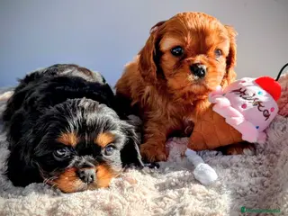 Cavalier King Charles Spaniel perros Cachorros Cavalier King Charles Spaniel - Anuncio 1
