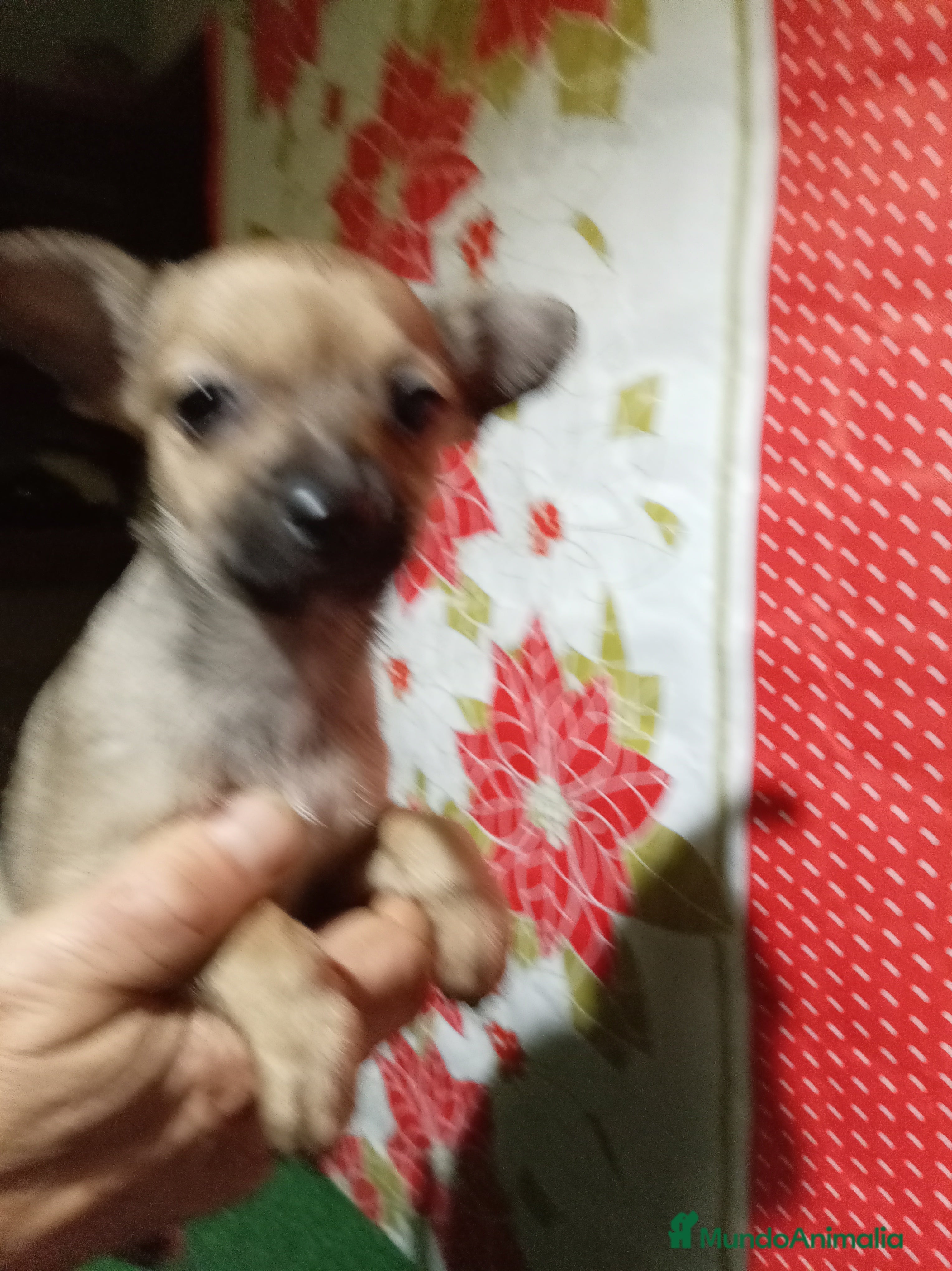 Raza Mixta perros Cruce ratón de Praga  con  chihuahua - Anuncio 2