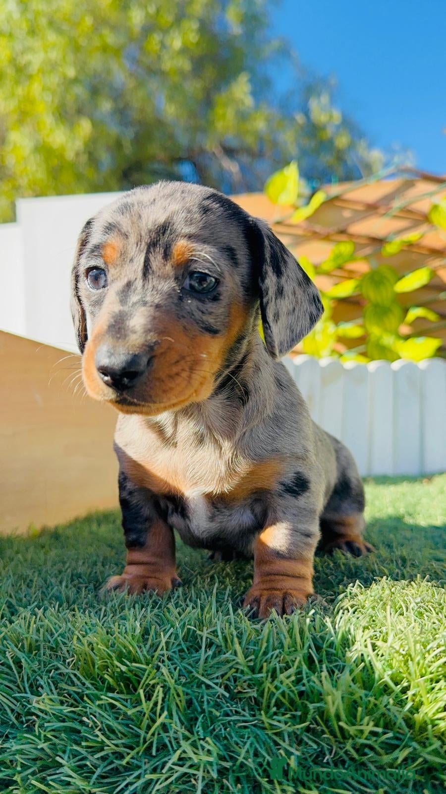 Teckel Miniatura perros TECKEL MINIATURA HEMBRA - Anuncio 14