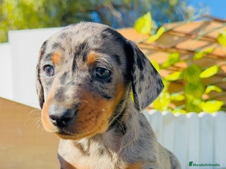 Teckel Miniatura perros TECKEL MINIATURA HEMBRA - Anuncio 3