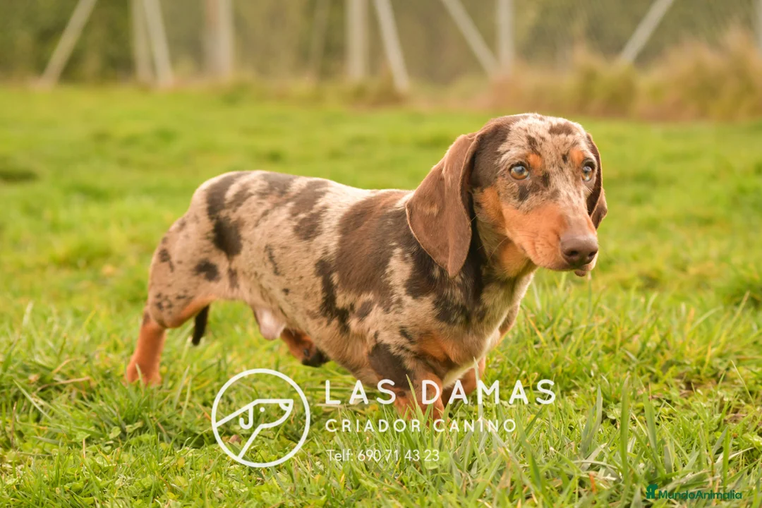 Teckel Miniatura perros en venta: Macho teckel miniatura color arlequín - Anuncio 4