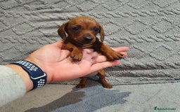 Teckel Miniatura perros en venta: Teckel miniatura  - Imagen 2