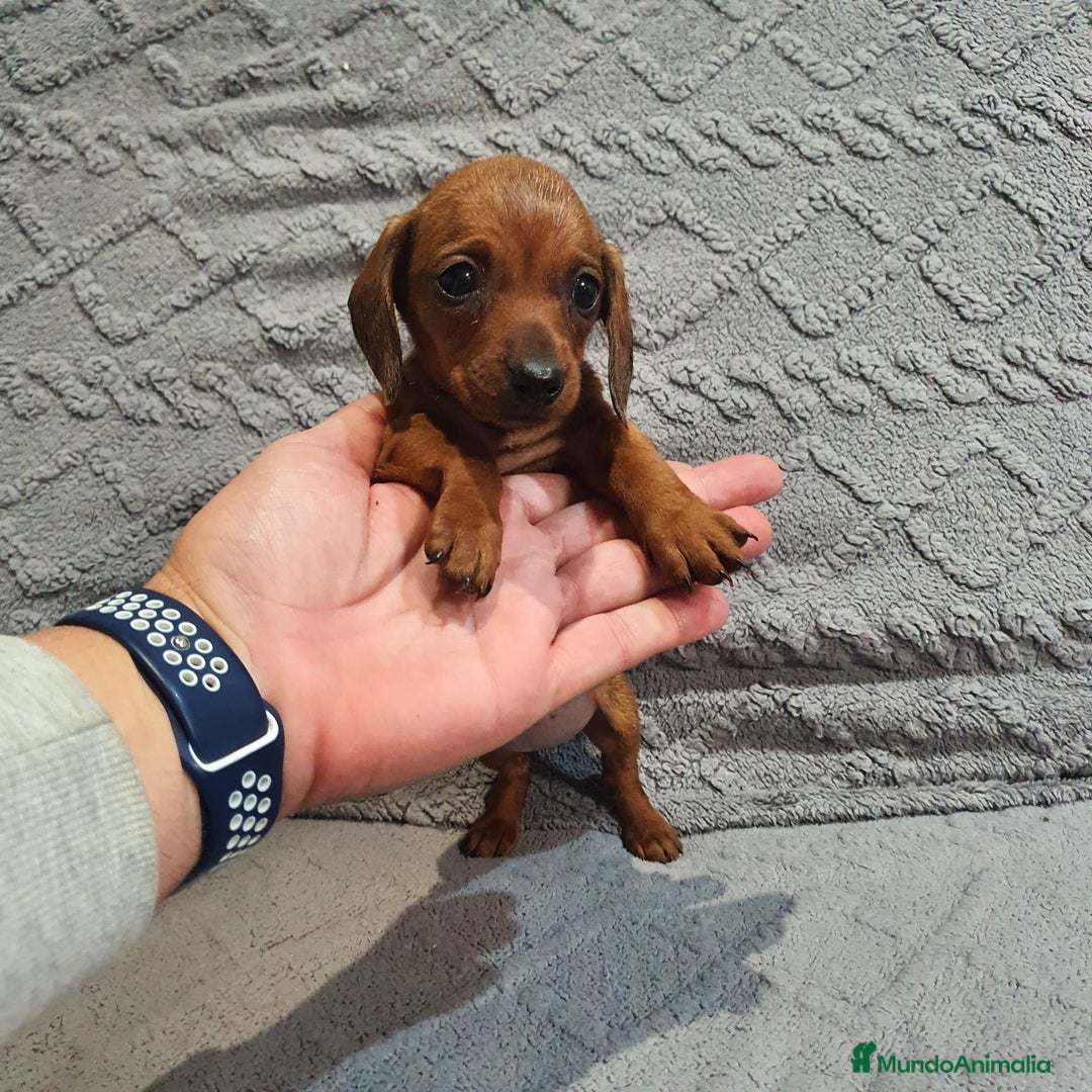Teckel Miniatura perros en venta: Teckel miniatura  - Imagen 2