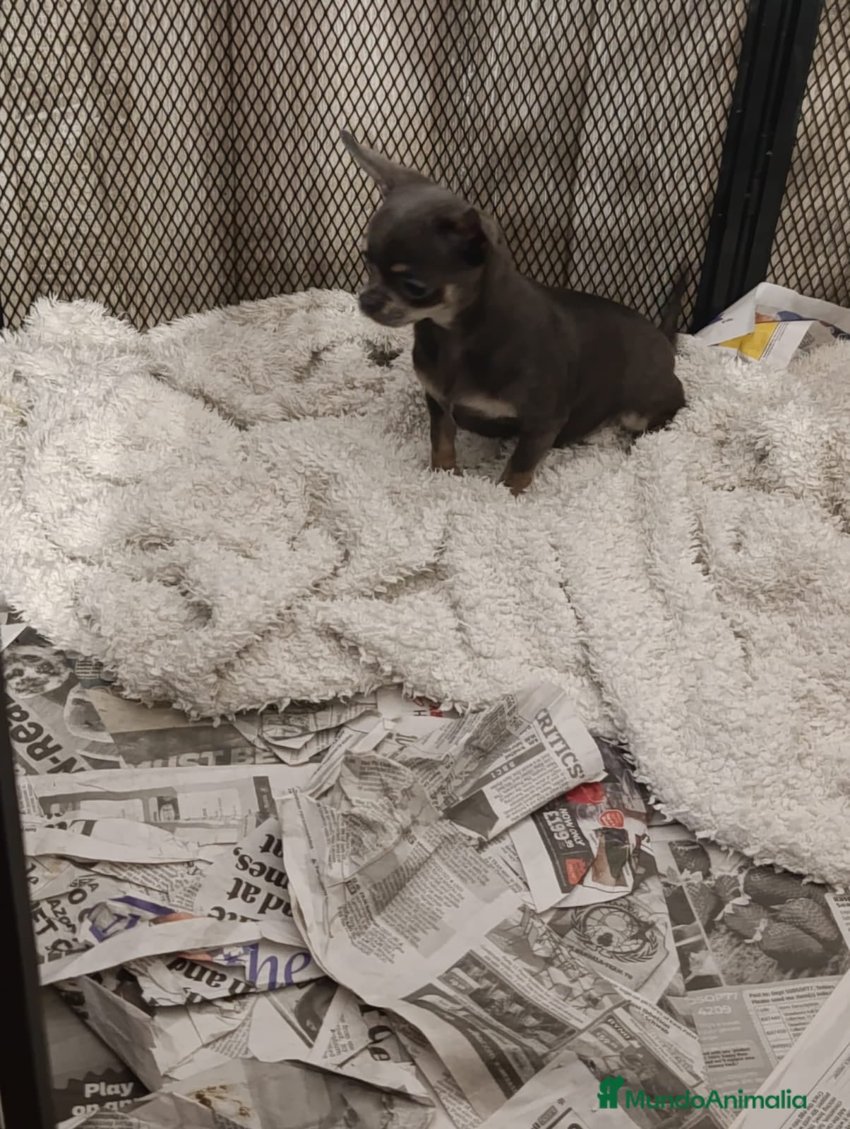 Chihuahua perros Chihuahua de 8 meses tand blue - Anuncio 3