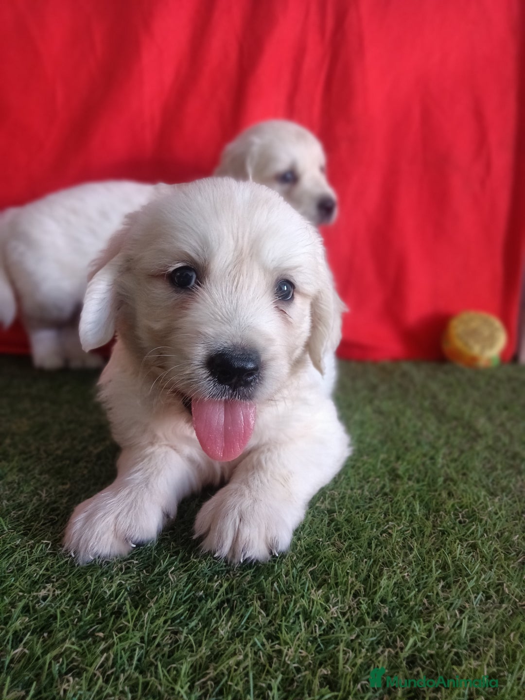 Golden Retriever perros en venta: GOLDEN RETRIEVER  - Imagen 5
