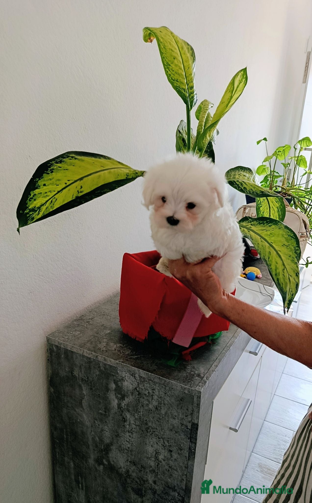 Bichón Maltés perros BICHÓN MALTES - Anuncio 1