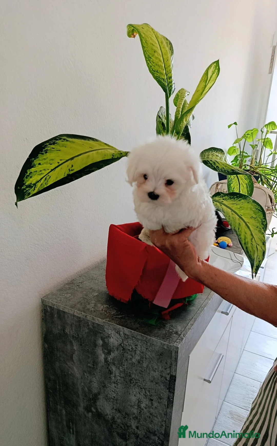 Bichón Maltés perros en venta: BICHÓN MALTES - Anuncio 1